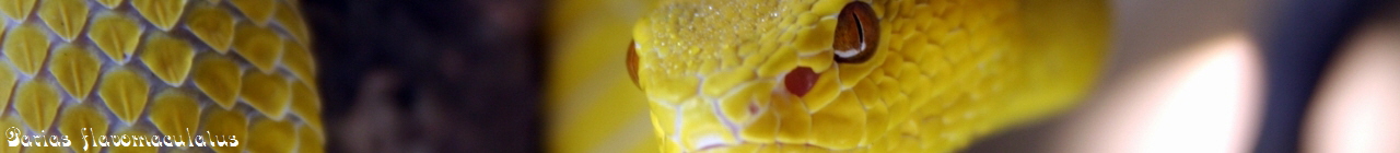Parias flavomaculatus 